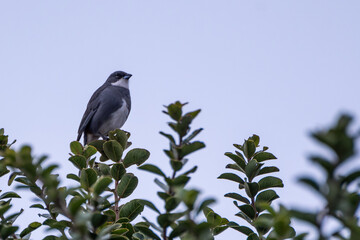 Obraz premium Fire-eyed Diucon (Pyrope pyrope) perched on a Calafate plant (Berberis microphylla) i