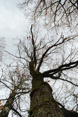 Low Angle View of Mossy Old Oak Tree Trunk