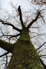 Low Angle View of Mossy Old Oak Tree Trunk
