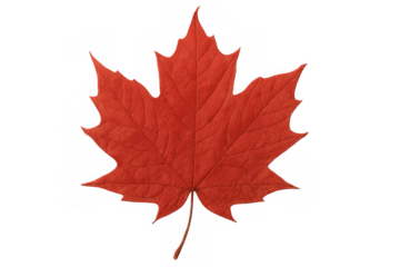 Red maple leaf representing the autumn season and canadian national identity, isolated on a transparent background