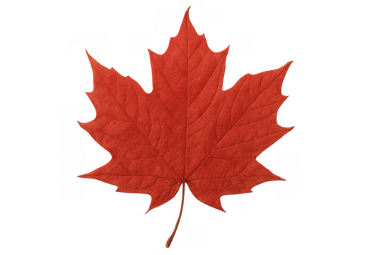 Red maple leaf representing the autumn season and canadian national identity, isolated on a transparent background