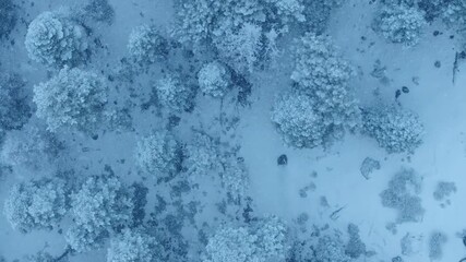 Aerial frosted canopy closeup slow motion showcasing snow-laden branches, delicate ice crystals, environmental scientist surveying vegetation stress, intimate winter texture study,cool cinematic tones - Powered by Adobe