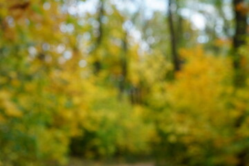 Blurred background. Leaves of trees in the autumn forest.