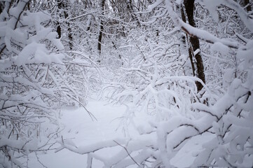Snow-white snow in the grove. The onset of winter. Natural background.