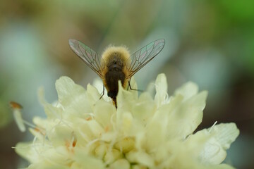 A fly buzzed and collected nectar from the flowers.