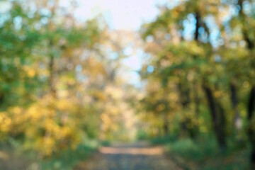 Blurred background. Green and yellow leaves in the grove.