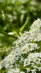 Macro of a white spider resting on a wild white umbel flower against a soft green bokeh background. Natural daylight reveals delicate floral textures and subtle details of the camouflaged arachnid