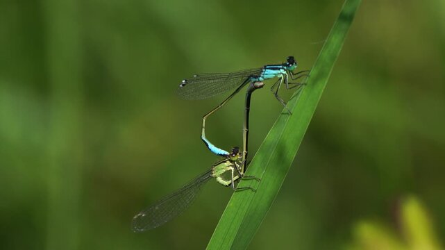 A pair of blue-tailed damselfly or common bluetail (Ischnura elegans) in copula.