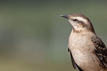 Mimus thenca male, chilean mockingbird