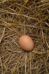chicken eggs in nest