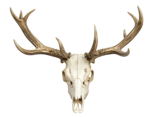Overhead shot reveals a deer skull with expansive, branching antlers against a dark background