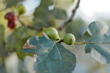 Fototapeta premium Unripe figs fig branch green fruit fig leaves closeup nature plant garden: close-up of small unripe figs on a leafy branch in a backyard garden, rustic mood and soft natural light.
