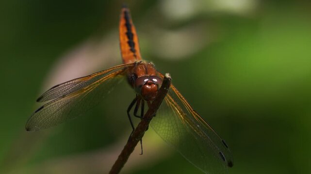 Close-up of a female scarce chaser (Libellula fulva) sitting on a little branch and looking at you.