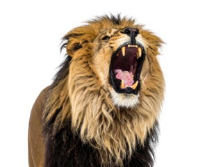 A majestic lion roars, displaying impressive teeth and a large mane, isolated on a black background