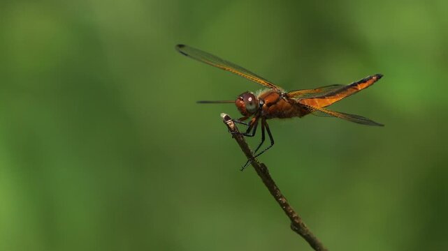 A female scarce chaser (Libellula fulva) sitting on a little branch