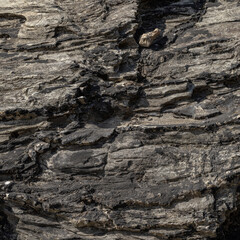 Dark Shale Rock Surface Detail