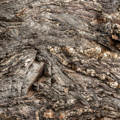 Grey Layered Metamorphic Rock Surface Detail