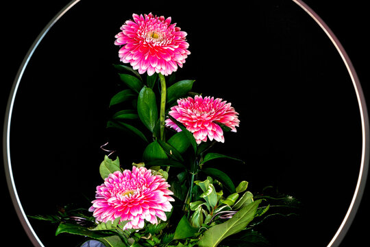 Gerbera 