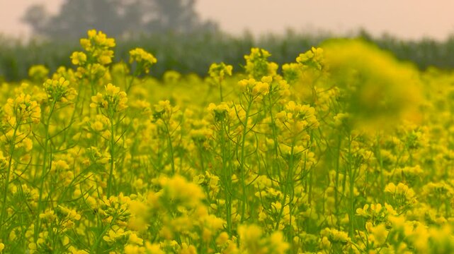 Wide Angle View of Blooming Yellow Mustard Field in Rural Bangladesh Winter