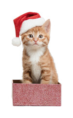 PNG Adorable kitten wearing Santa hat
