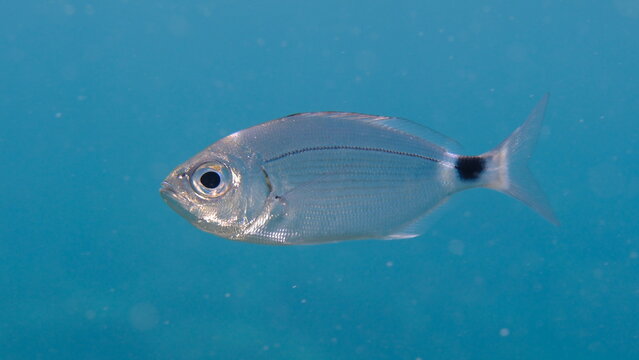 Saddled seabream or saddled sea bream, saddle bream, oblade (Oblada melanurus) undersea, Ligurian Sea, Italy, Imperia