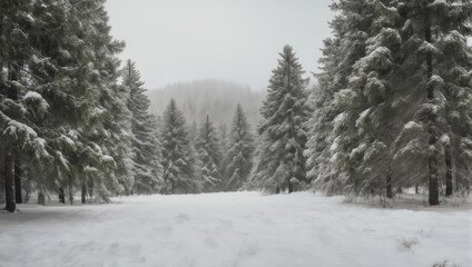 Obraz premium Snowy forest scene; snow-covered evergreen trees with a hillside shrouded in mist