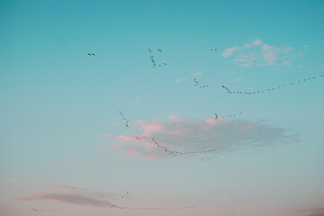 Flock of Ducks Flying in Blue Sky - Izmir Sasalı Bird Paradise