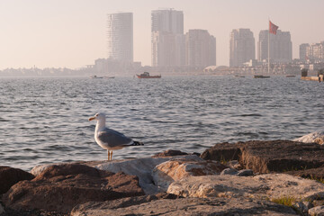 Seagull Standing on Ocean Rocks