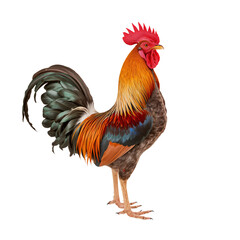Fototapeta premium Colorful Rooster Stands Proudly With Vibrant Feathers in Bright Daylight