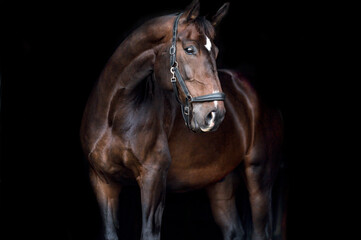 Obraz premium portrait of a horse