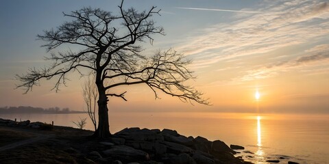 Silhouette of a bare tree on a rocky shore at sunset