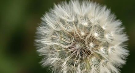 Fototapeta premium Close up of a fluffy white dandelion seed head against a blurred green background