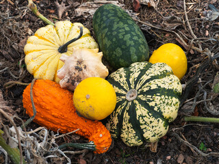 Mehrere K&uuml;rbisse mit verschiedener Farben, Formen und Gr&ouml;&szlig;en liegen aufgeschichtet auf einen Feld.