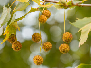 Zu sehen ist eine Nahaufnahme eines kleinen Zweigs der Ahornbl&auml;ttrigen Platane (Platanus &times; hispanica), an dem mehrere reife Fr&uuml;chte h&auml;ngen.