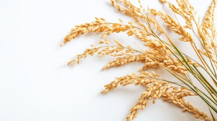 A bunch of rice is shown in a close up. The rice is golden and he is freshly harvested. Concept of abundance and the importance of rice as a staple food in many cultures