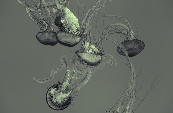 Monochrome jellyfish drifting in water with long tentacles and abstract flowing shapes
