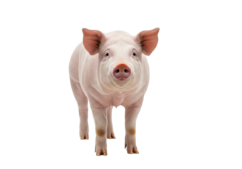 a healthy mature domestic pig standing proudly, wet snout and alert dark eyes, against a seamless pure white studio background with abundant copy space. concept of agricultural excellence