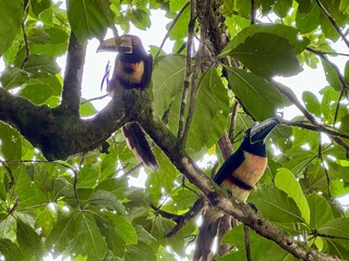 Naklejka premium toucan on a branch