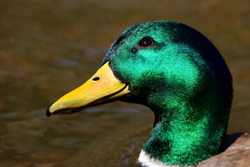 Close-up Male Mallard duck
