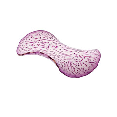 Curious Abstract Pink Shape with White Dots and Purple Veins