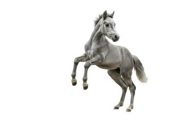 Fototapeta premium young grey pony foal with a short grey velvety coat captured mid-air during an exuberant jump and kick, high-key studio photo emphasizing youthful vitality