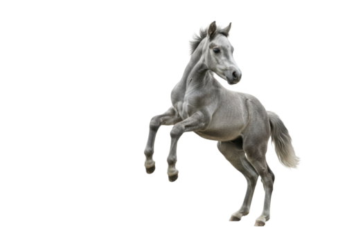 young grey pony foal with a short grey velvety coat captured mid-air during an exuberant jump and kick, high-key studio photo emphasizing youthful vitality