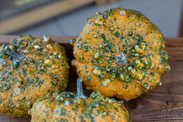 decorative pumpkins with unusual, interesting shapes and colors, displayed on wooden shelves in an exhibition at the botanical garden