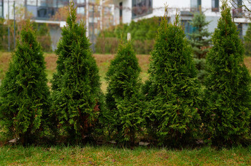 Fototapeta premium A row of green evergreen trees in a garden