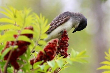 Eastern Kingbird on Sumac