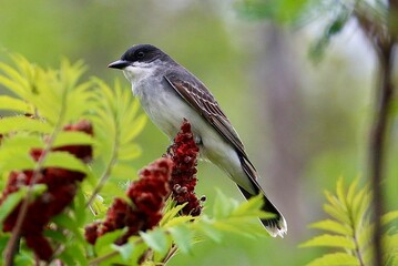 Eastern Kingbird on Sumac