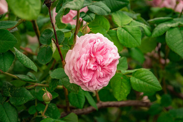 Pink flower is in the middle of a green bush