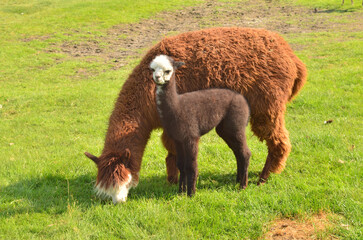 Naklejka premium A close-up of a llama with her baby on a green meadow