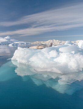 A leopard seal finds a place to rest on an iceberg in Fournier Bay, Antarctica