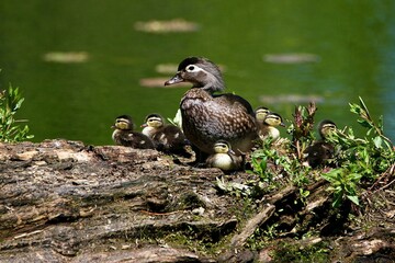 Wood Duck and ducklings